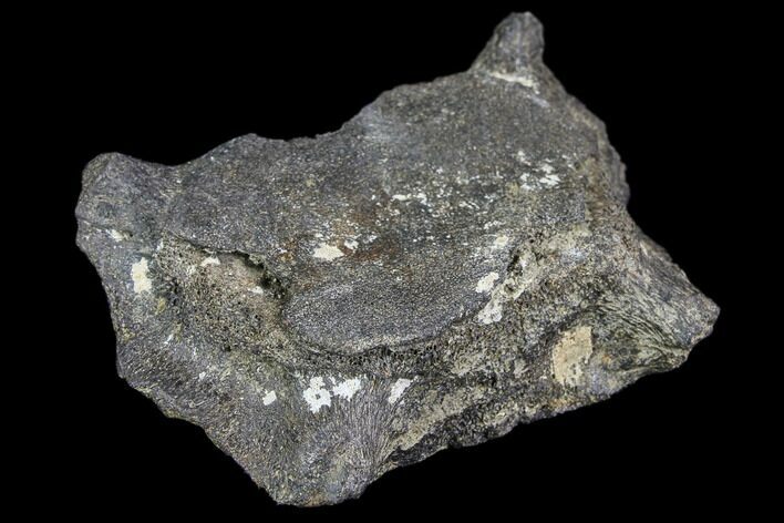 Fossil Whale Cervical Vertebra - South Carolina #85583